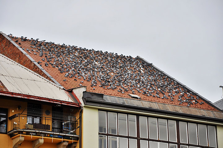 A2B Pest Control are able to install spikes to deter birds from roofs in Cleveleys. 