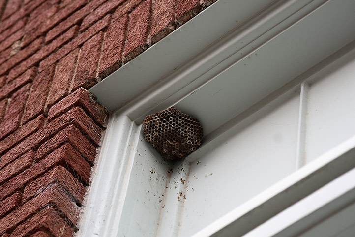 We provide a wasp nest removal service for domestic and commercial properties in Cleveleys.